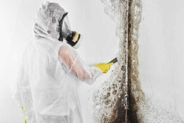 Best Residential Mold Removal  in Wyncote, PA
