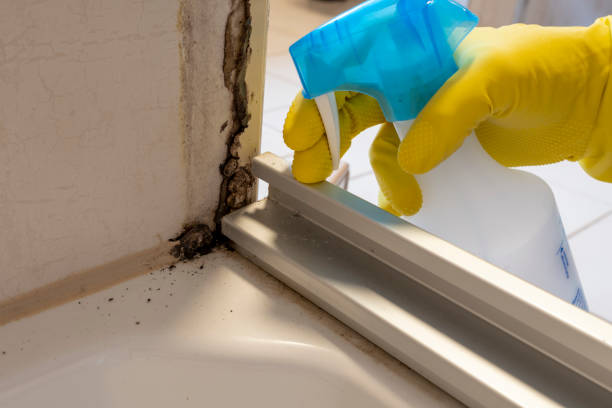 Best Toxic Mold Removal  in Wyncote, PA