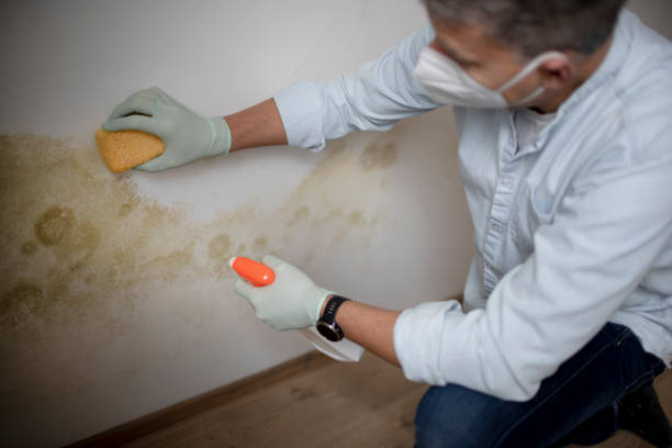 Best Toxic Mold Removal  in Wyncote, PA