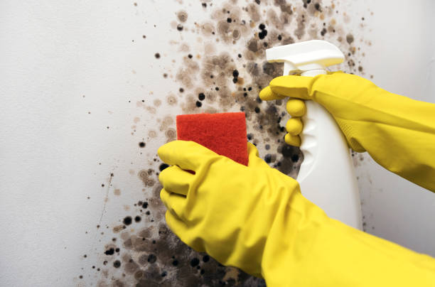 Best Local Mold Removal Service  in Wyncote, PA