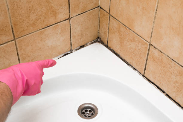 Best Home Mold Removal  in Wyncote, PA