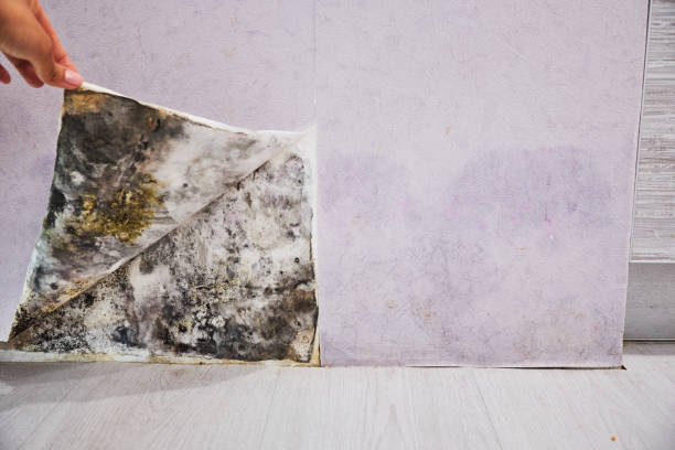 Best Mold Damage Repair  in Wyncote, PA
